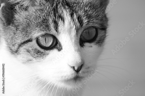 Tekir kedi bakış siyah beyaz