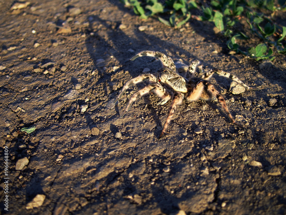Tarantula in the steppe. A large spider on the ground. Tarantula in the steppe. A large spider on the ground.