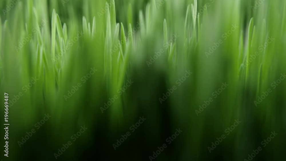 The camera moves through green grass The camera moves through green grass