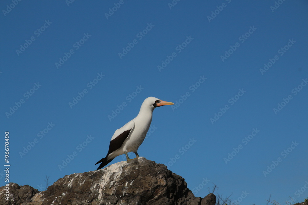 Nazcatölpel- Galapagos