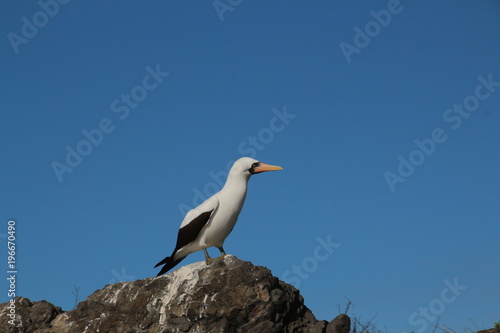 Nazcatölpel- Galapagos