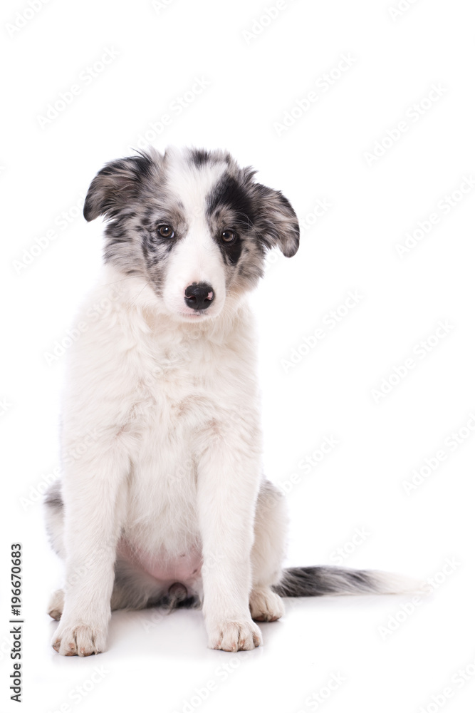 Fototapeta premium Sitzender Border Collie Welpe isoliert auf weißem Grund