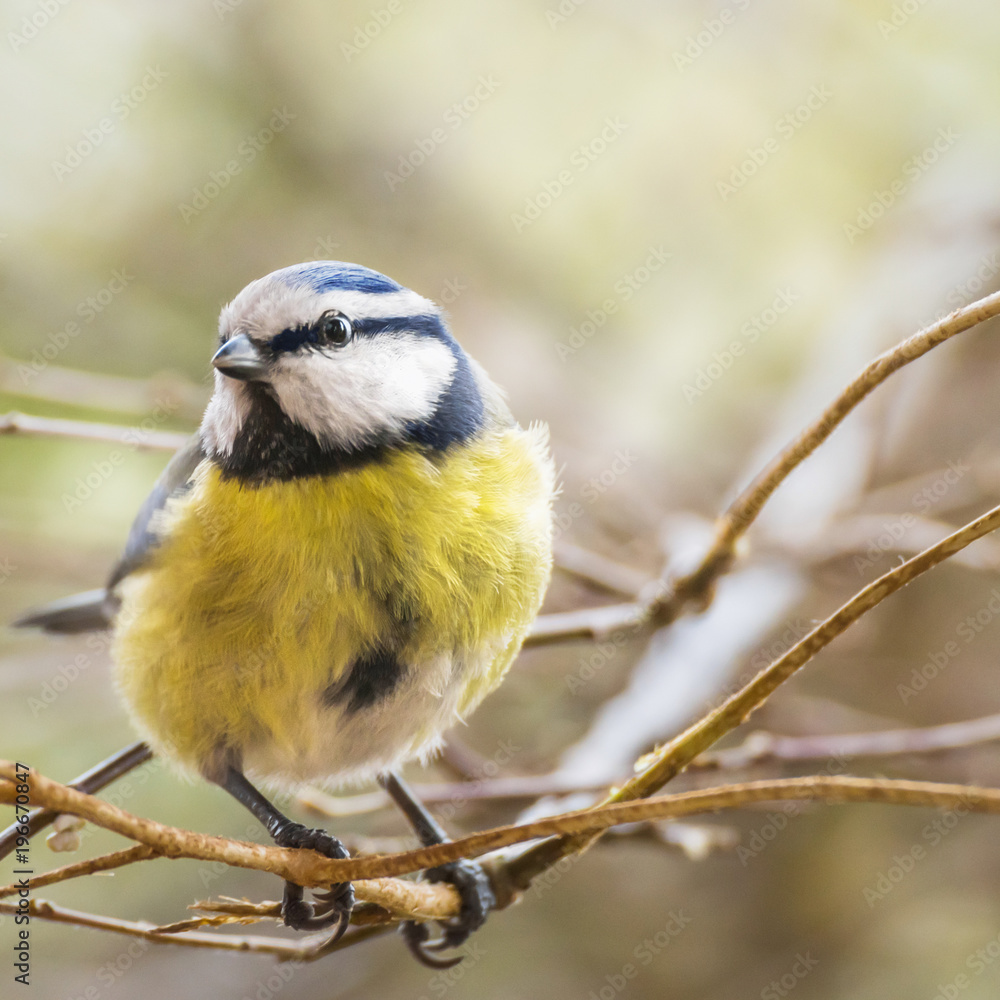 Fototapeta premium Blaumeise im Frühling