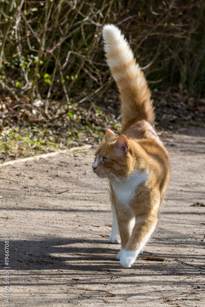 Fototapeta premium Domestic ginger cat defensive walking in sunshine with a puffed up tail