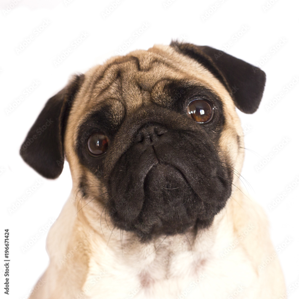 The pug dog sits and looks directly into the camera. Sad big eyes.