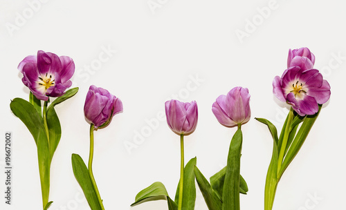 Fototapeta Naklejka Na Ścianę i Meble -  beautiful pink tulips