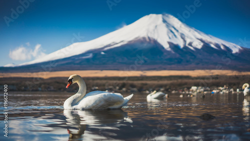 Swan Lake Mount Fuji Scenery 