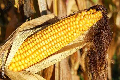 Corncob, Zea mays photo