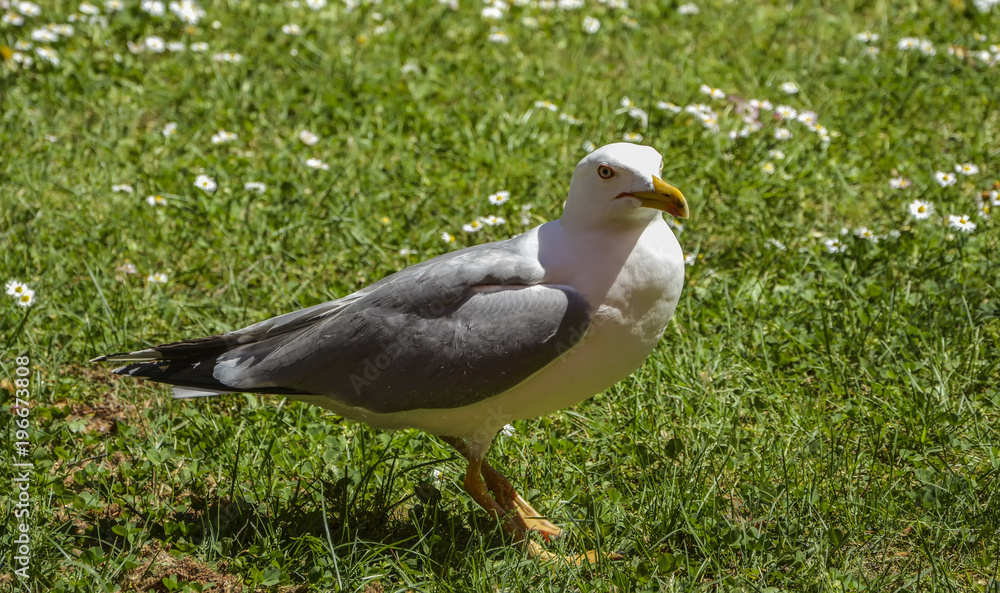 Seagull on the green grass Seagull on the green grass