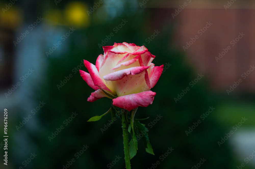 Rose bud with white and pink petals on blurred background Rose bud with white and pink petals on blurred background