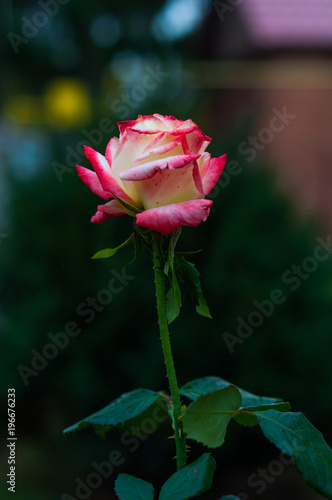 Rose bud with white and pink petals on blurred background