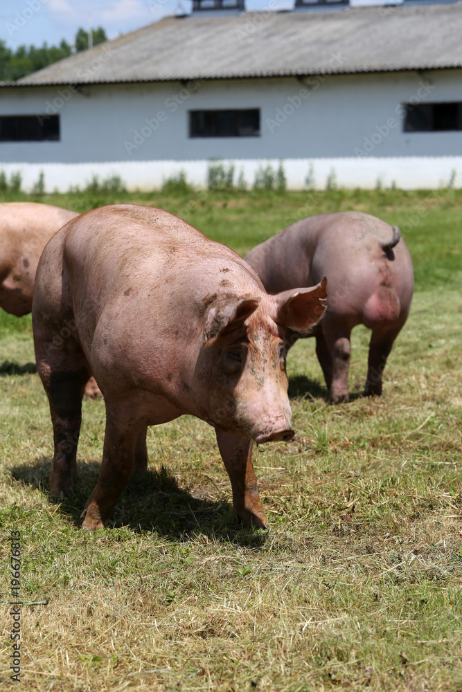 Piglets on the farm. Little piglets household. Lovely pets Piglets on the farm. Little piglets household. Lovely pets
