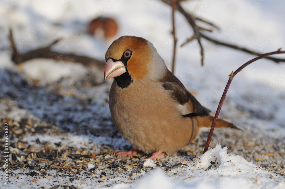 The hawfinch sits on the snow with scattered seeds (bending head, morning sun reflects in eyes). The hawfinch sits on the snow with scattered seeds (bending head, morning sun reflects in eyes).