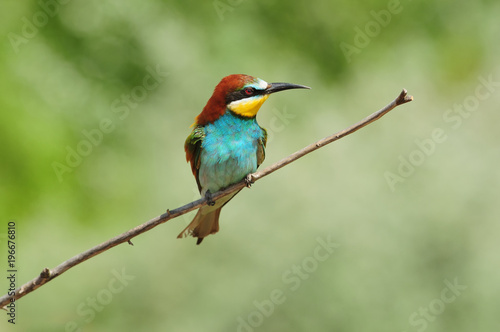 European bee-eater sits on a thin dry branch, unkindly squinting.