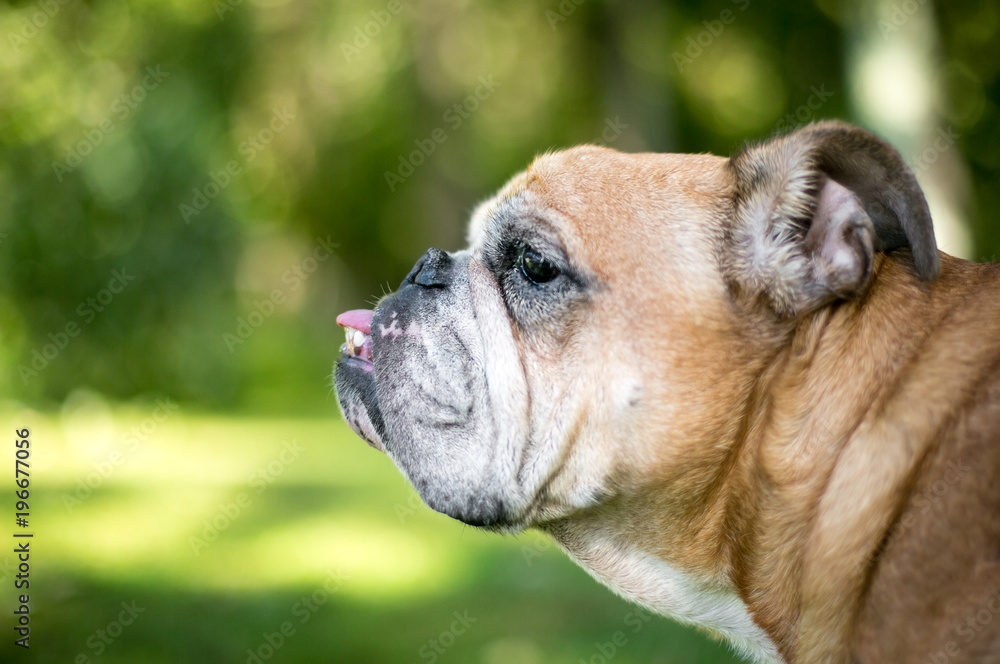 Profile of an English Bulldog with an underbite Profile of an English Bulldog with an underbite