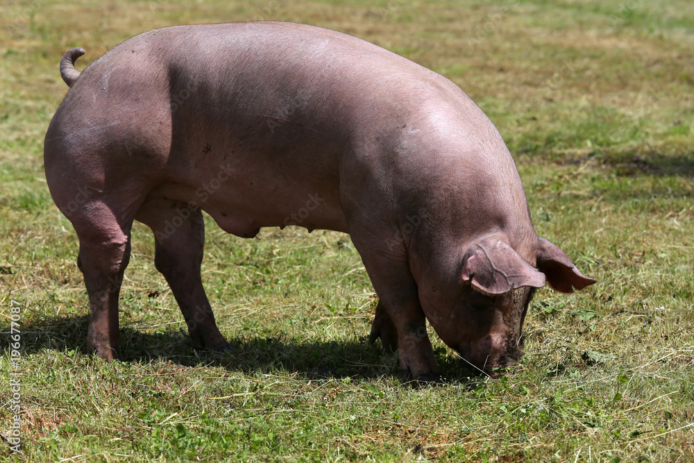 Pig graze alone the summer pasture Pig graze alone the summer pasture