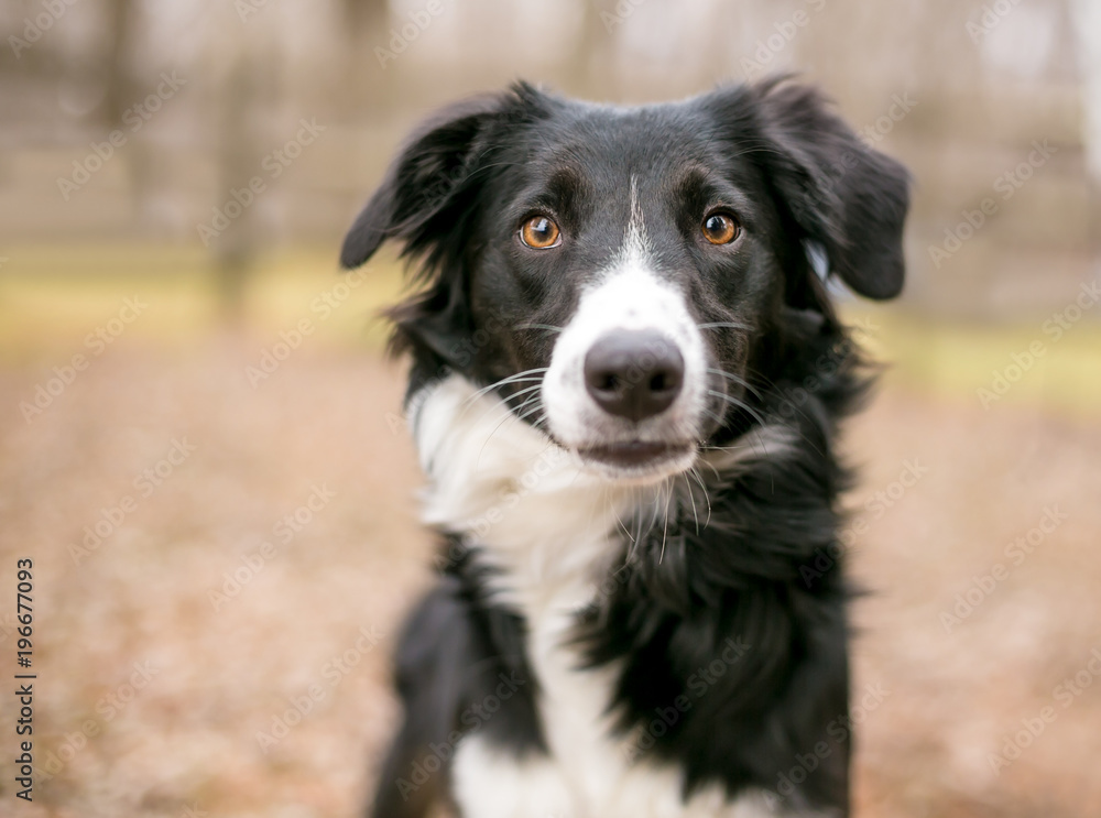 A Border Collie dog outdoors
