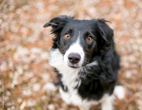 Fototapeta Naklejka Na Ścianę i Meble -  A Border Collie dog outdoors surrounded by autumn leaves