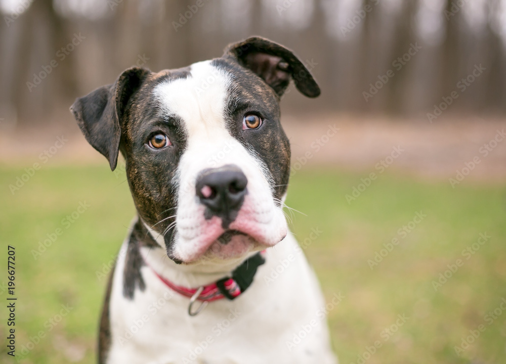 A brindle and white American Bulldog outdoors
