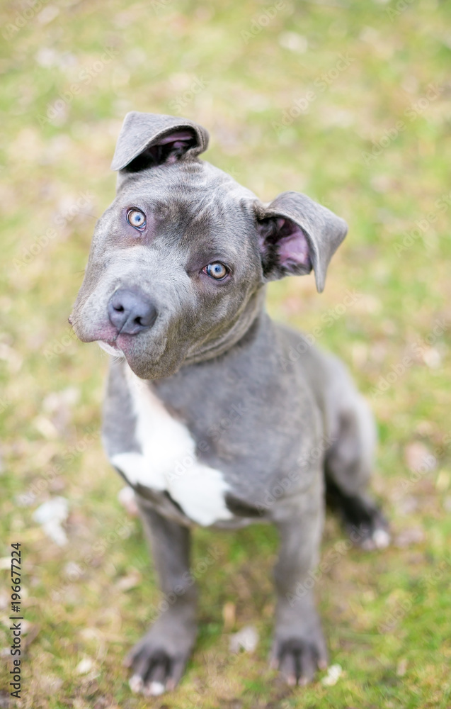 A Cane Corso mixed breed puppy sitting in the grass