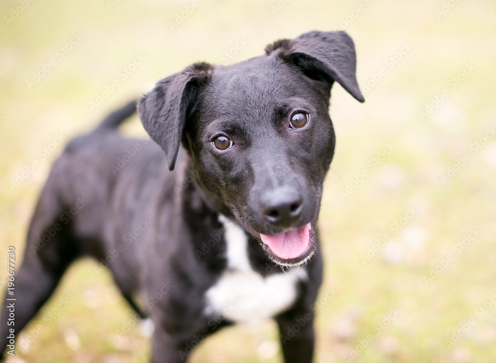 A Retriever mixed breed puppy with a happy expression