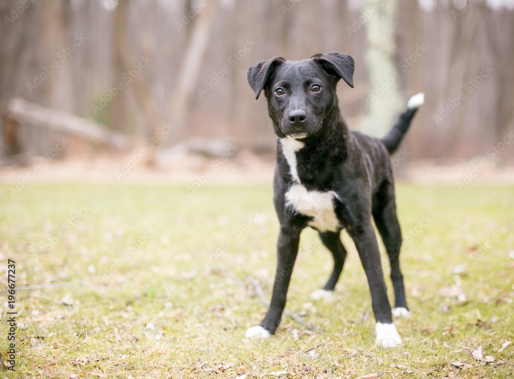 A Retriever mixed breed puppy outdoors A Retriever mixed breed puppy outdoors