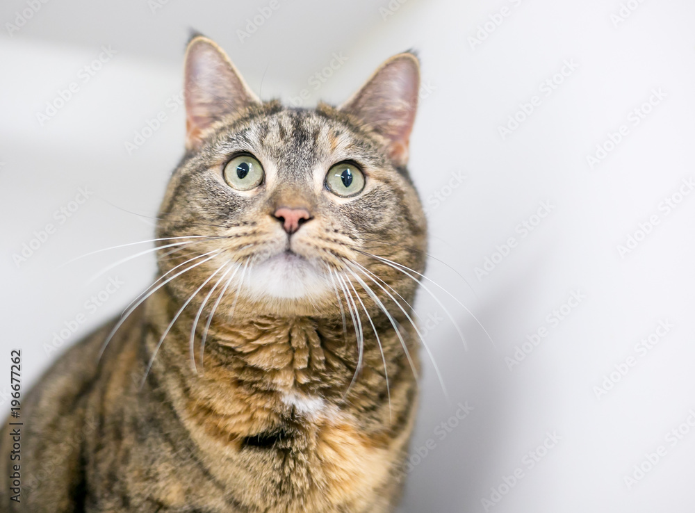 Portrait of a domestic shorthair tabby cat