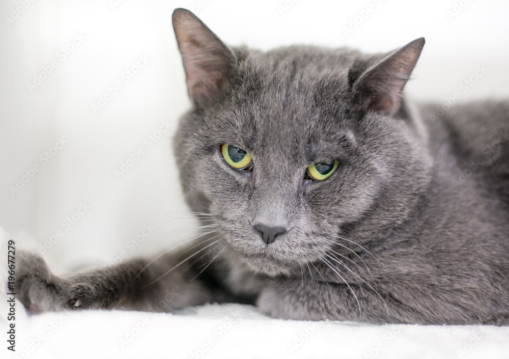 A gray domestic shorthair cat with a cranky expression