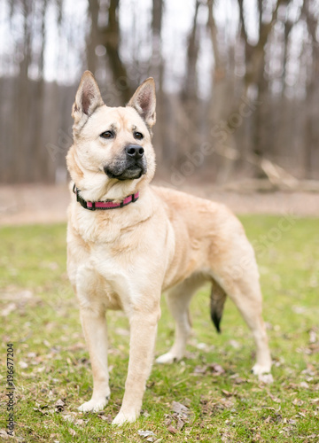 A German Shepherd mixed breed dog outdoors