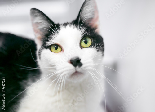 A black and white domestic shorthair cat with yellow eyes