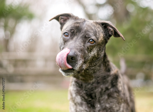 A brindle mixed breed dog licking its lips