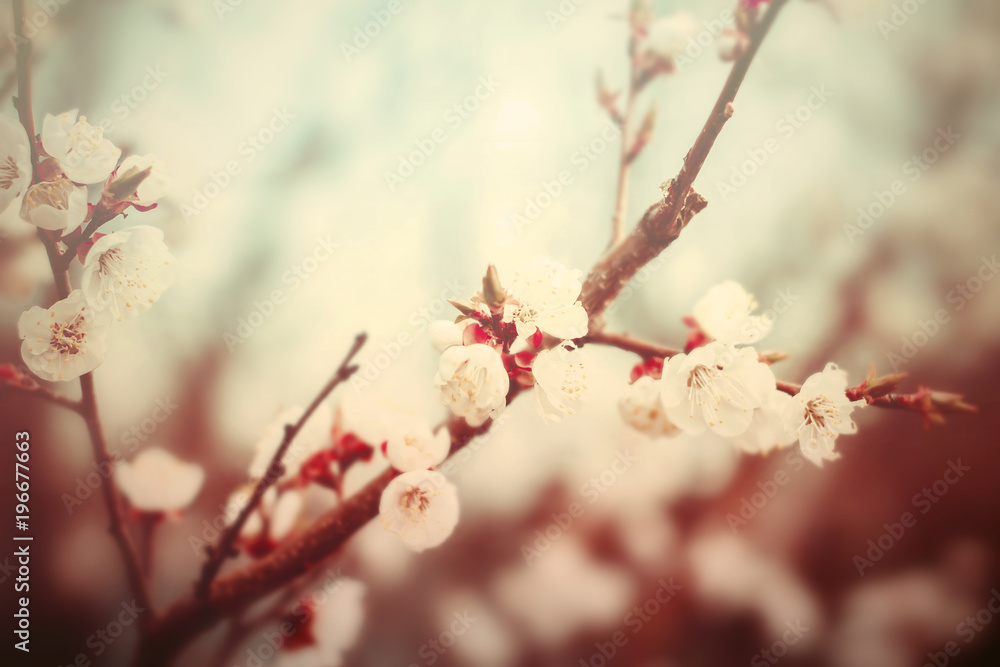 Beautiful flowers blossom in spring Beautiful flowers blossom in spring