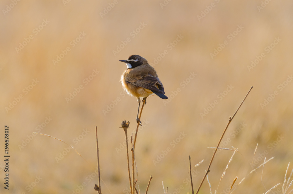 Birdlife Birdlife