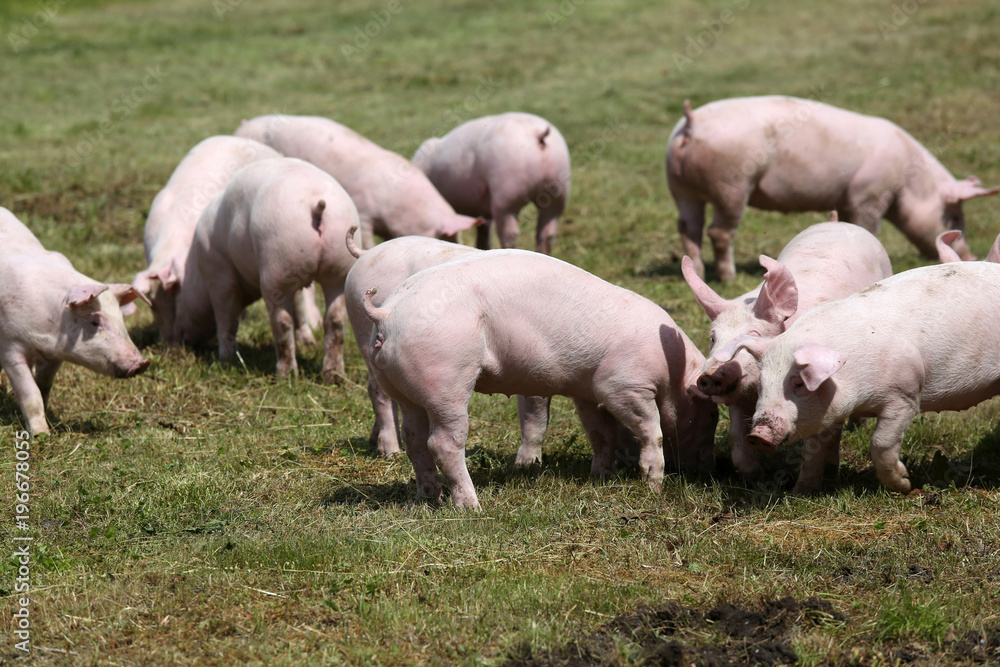 Piglets on the farm. Little piglets household. Lovely pets Piglets on the farm. Little piglets household. Lovely pets