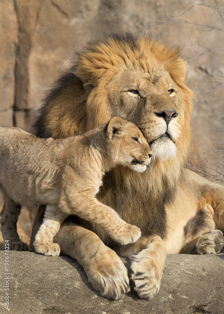 This proud male aftican lion is cuddled by his cub during an affectionate moment. She is Daddy's girl for sure. This proud male aftican lion is cuddled by his cub during an affectionate moment. She is Daddy's girl for sure.