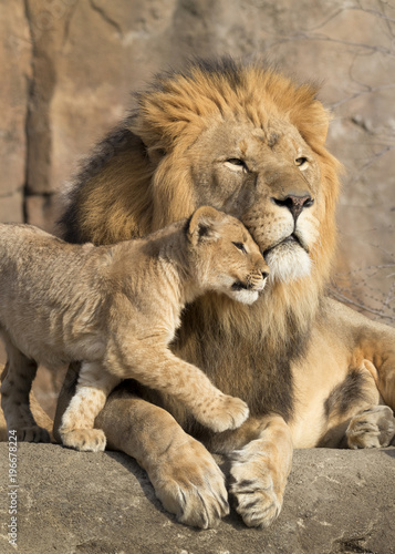 Canvas-taulu This proud male aftican lion is cuddled by his cub during an affectionate moment