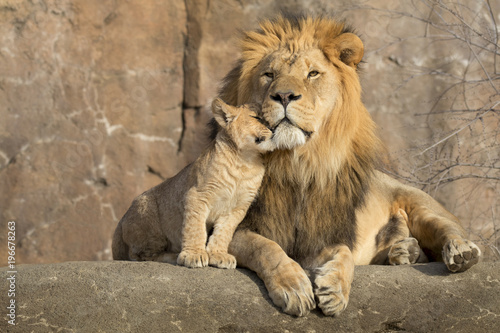 Bild auf Leinwand This proud male aftican lion is cuddled by his cub during an affectionate moment