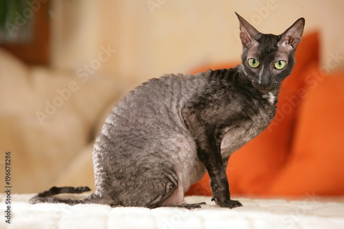 cornish Rex cat sitting on the sofa photo