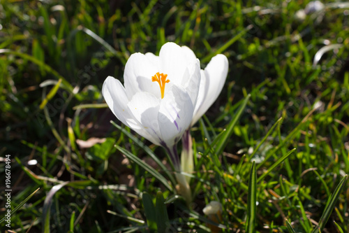 Fototapeta Naklejka Na Ścianę i Meble -  early spring flowers