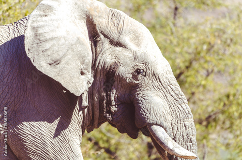 Elephany Bull in Musth photo