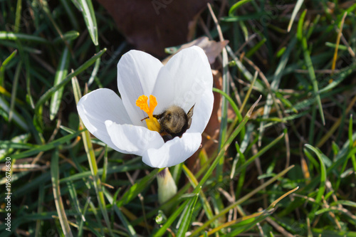 Fototapeta Naklejka Na Ścianę i Meble -  early spring flowers