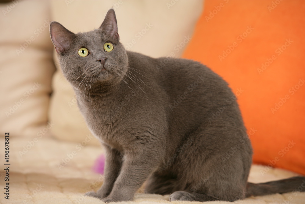 Grey domestic cat sitting on the sofa Grey domestic cat sitting on the sofa