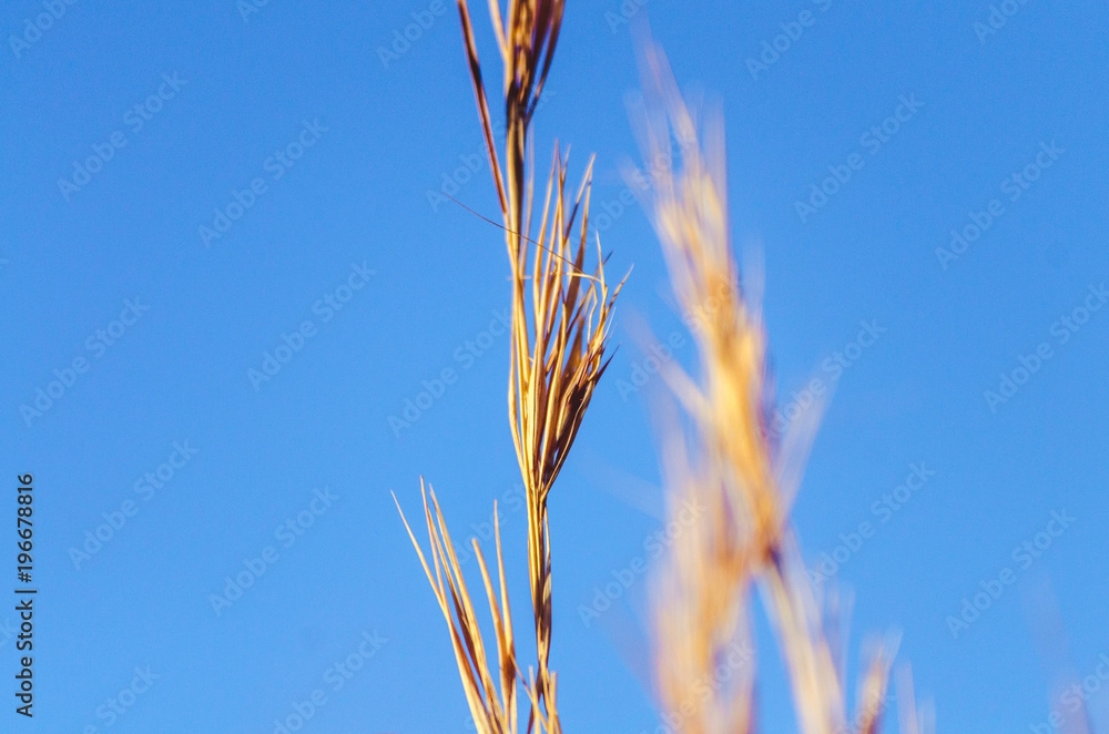 African grass African grass