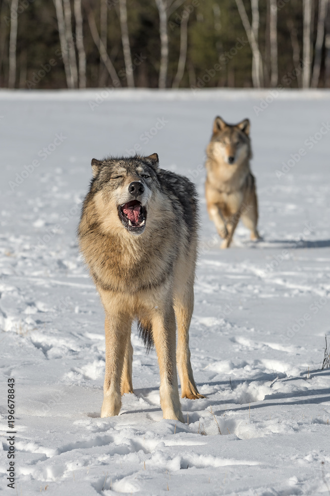 Grey Wolf (Canis lupus) Mouth Open Another in Background Grey Wolf (Canis lupus) Mouth Open Another in Background