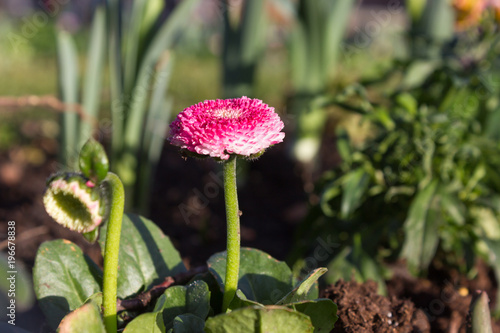 Fototapeta Naklejka Na Ścianę i Meble -  early spring flowers