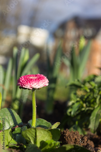 Fototapeta Naklejka Na Ścianę i Meble -  early spring flowers