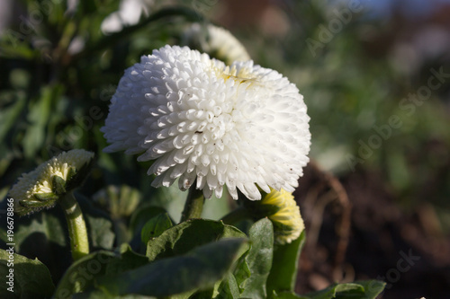 Fototapeta Naklejka Na Ścianę i Meble -  early spring flowers