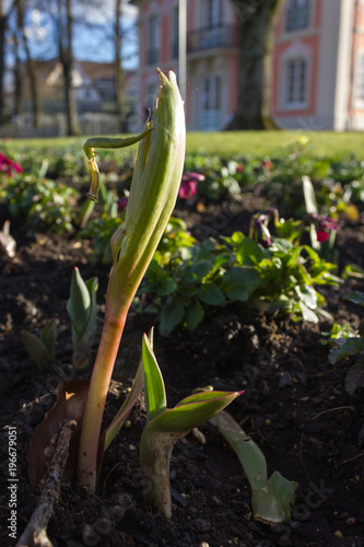 Fototapeta Naklejka Na Ścianę i Meble -  early spring flowers