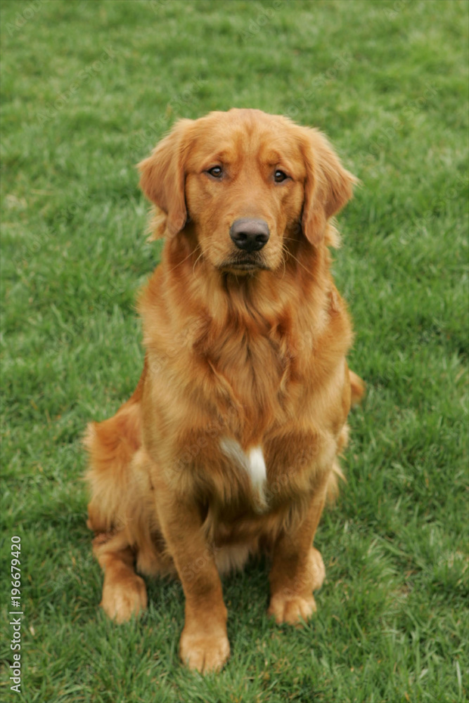 Golden Retriever Puppy on Grass Golden Retriever Puppy on Grass