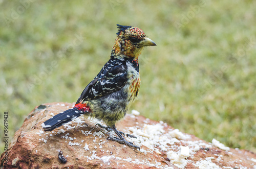 Crested barbet